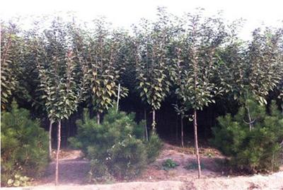 全祥苗木櫻花 3公分櫻花價值解析與種植指導