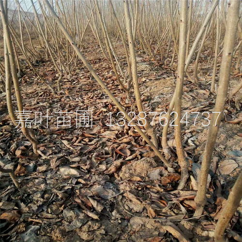 大棚櫻桃樹苗種植技術全解析 從選苗到豐收的實戰指南
